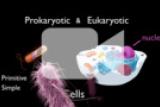 Prokaryotic and Eukaryotic