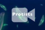 The Protists