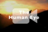 About The Human Eye
