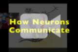 Neurons Communicating