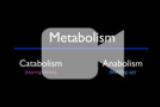 About Metabolism