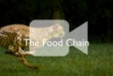 About the Food Chain