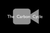 About the Carbon Cycle