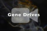 Gene Drive